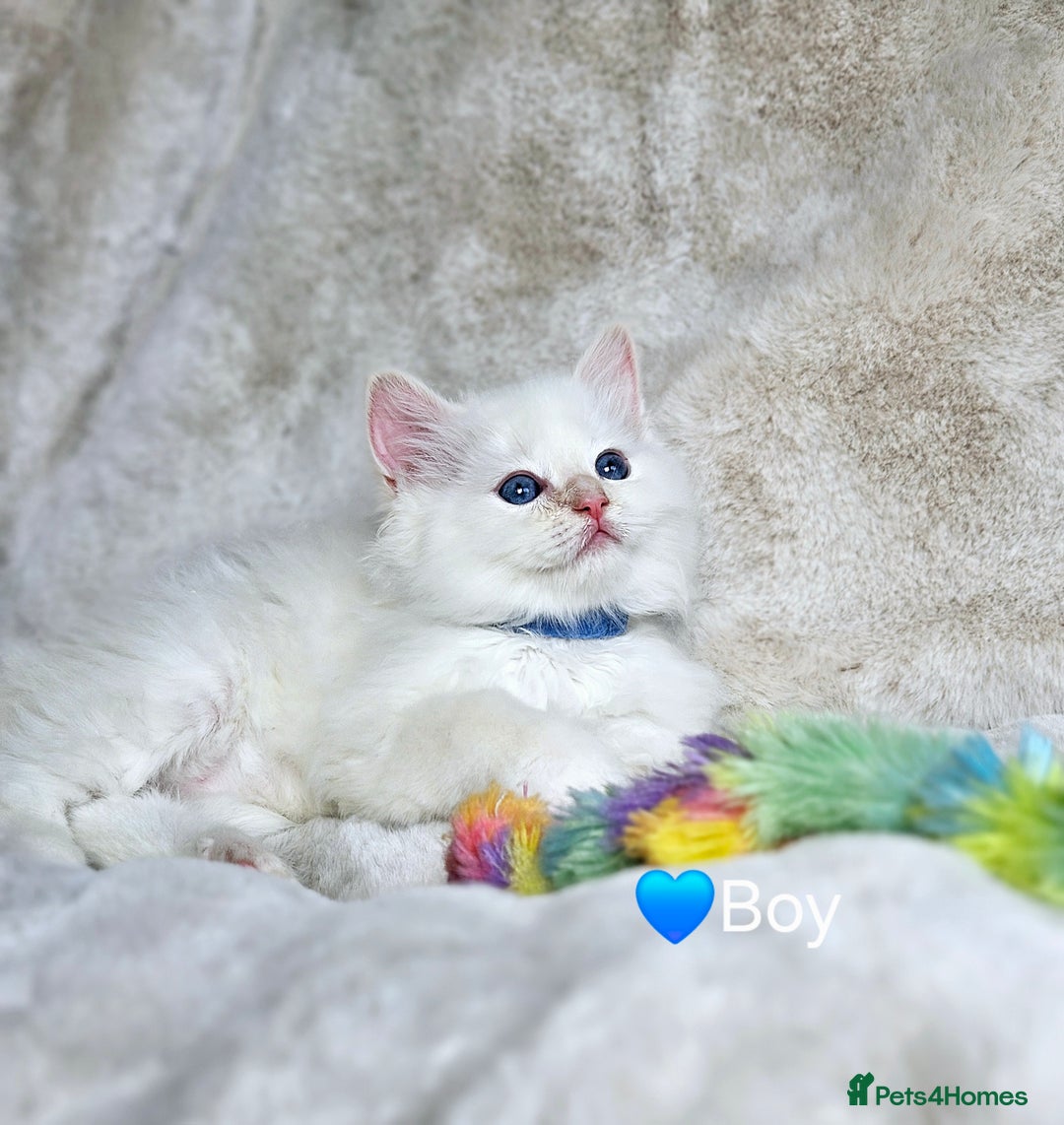 Ragdoll cats for sale: Pure Ragdoll Kittens - Image 5