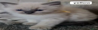Ragdoll 3