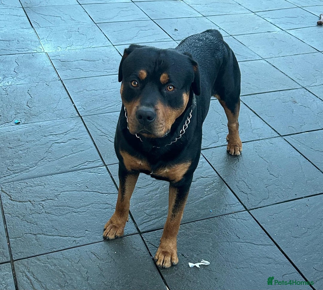 Rottweiler dogs for sale: Rottweiler Male Free - Image 1