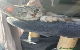 Maine Coon cats for sale: Female main coon  - Image 9