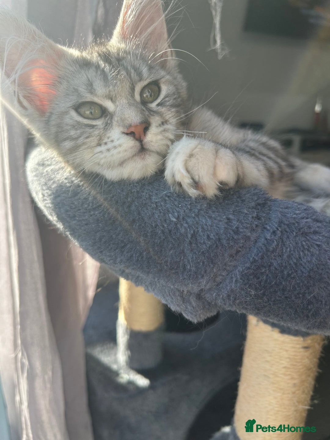 Maine Coon cats for sale: Female main coon  - Image 9