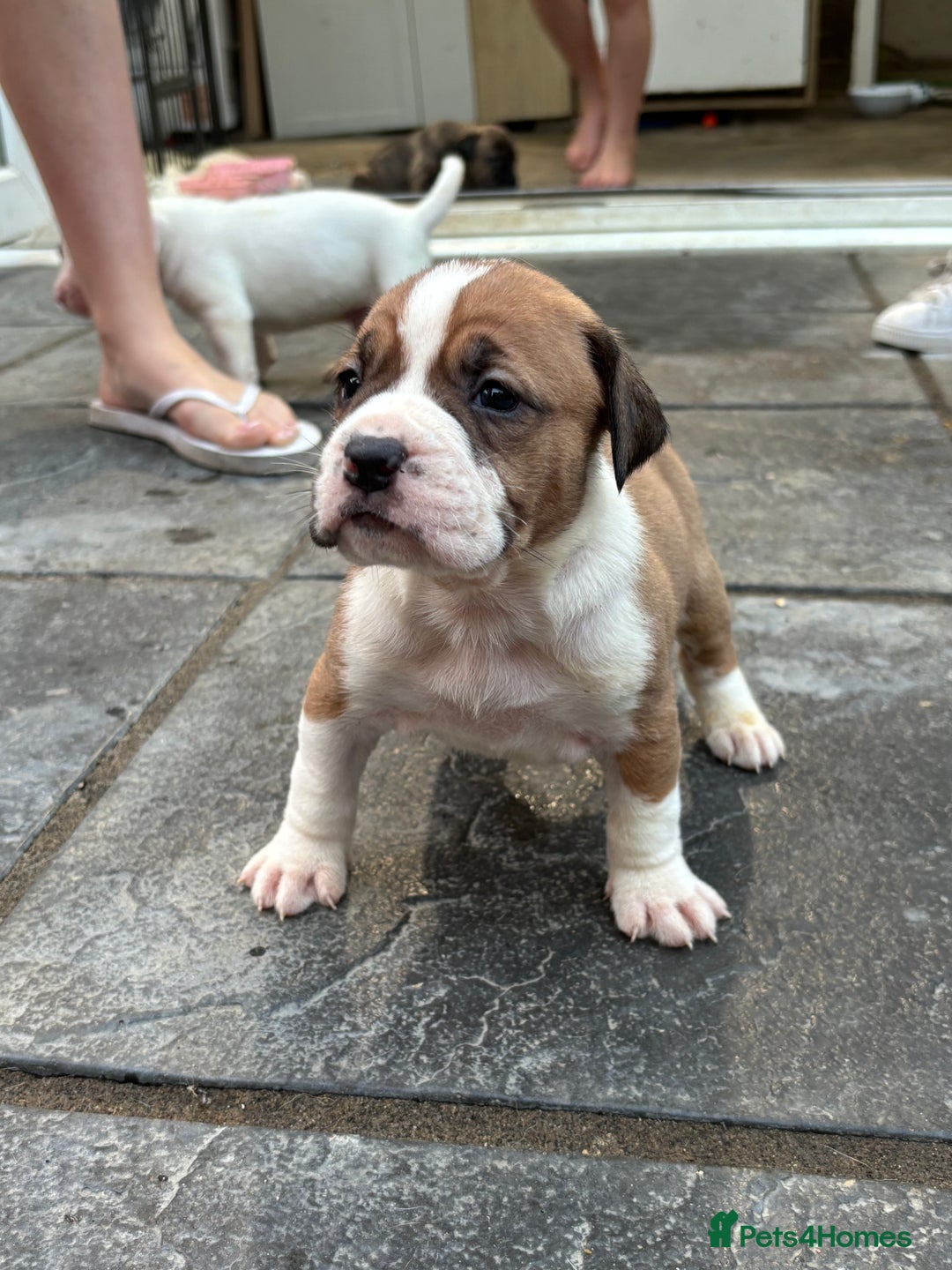 Mixed Breed dogs for sale: French mastiff x American bull dog  - Image 8