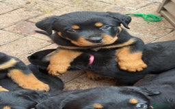 Rottweiler dogs for sale: Beautiful KC registered Rottweiler puppies  - Image 21