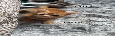 Mixed Breed 4