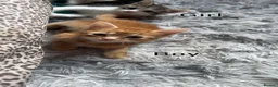 Mixed Breed cats for sale: 🐱 Beautiful calico Mixed Kittens - Advert 15