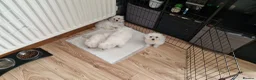 Maltese dogs for sale: Maltese puppy's - Advert 11