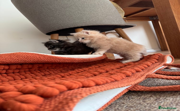 British Longhair cats - Advert 1
