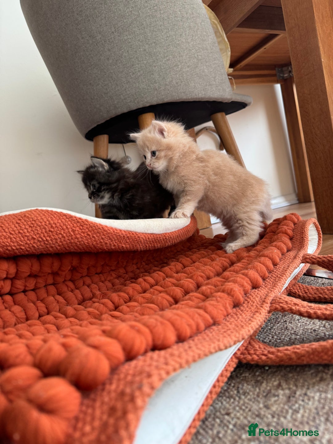 British Longhair cats for sale: Beautiful British longhair kittens - Image 1
