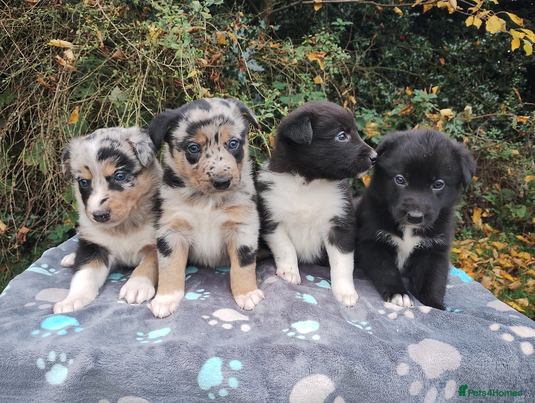 Border Collie dogs for sale: Border Collie Puppies Top Quality! - Image 2