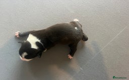 Mixed Breed dogs for sale: StaffyXAmerican bulldog puppies  - Image 36