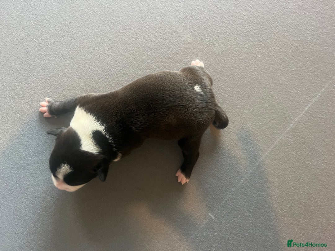 Mixed Breed dogs for sale: StaffyXAmerican bulldog puppies  - Image 36