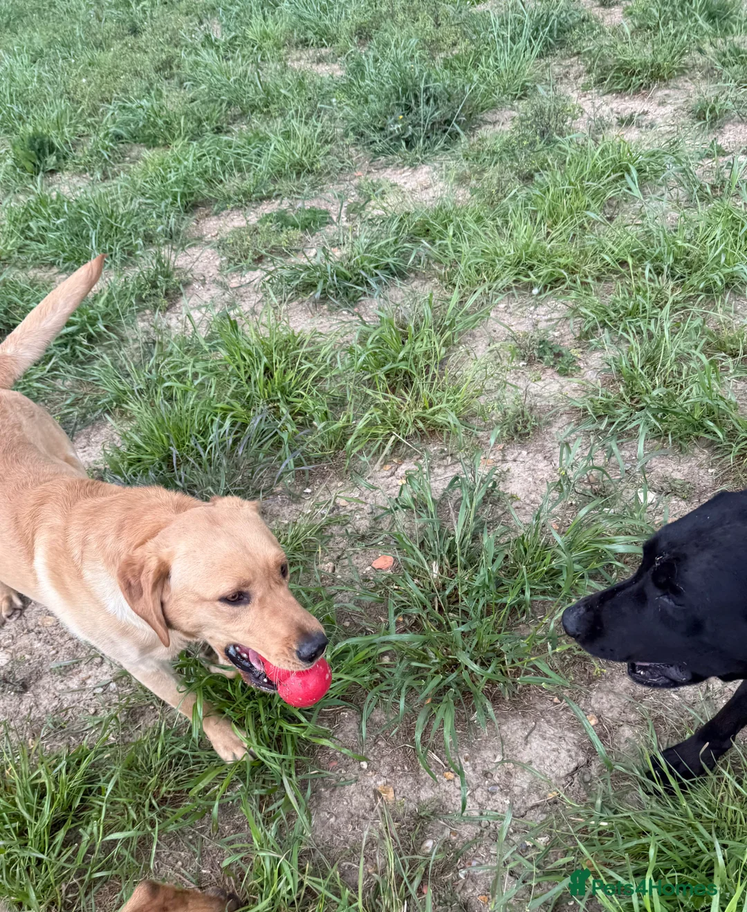 Labrador Retriever dogs for sale: Labrador male 13 months  - Advert 2