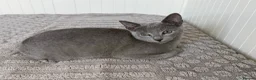 Russian Blue cats for sale: Russian Blue Boy - Advert 10