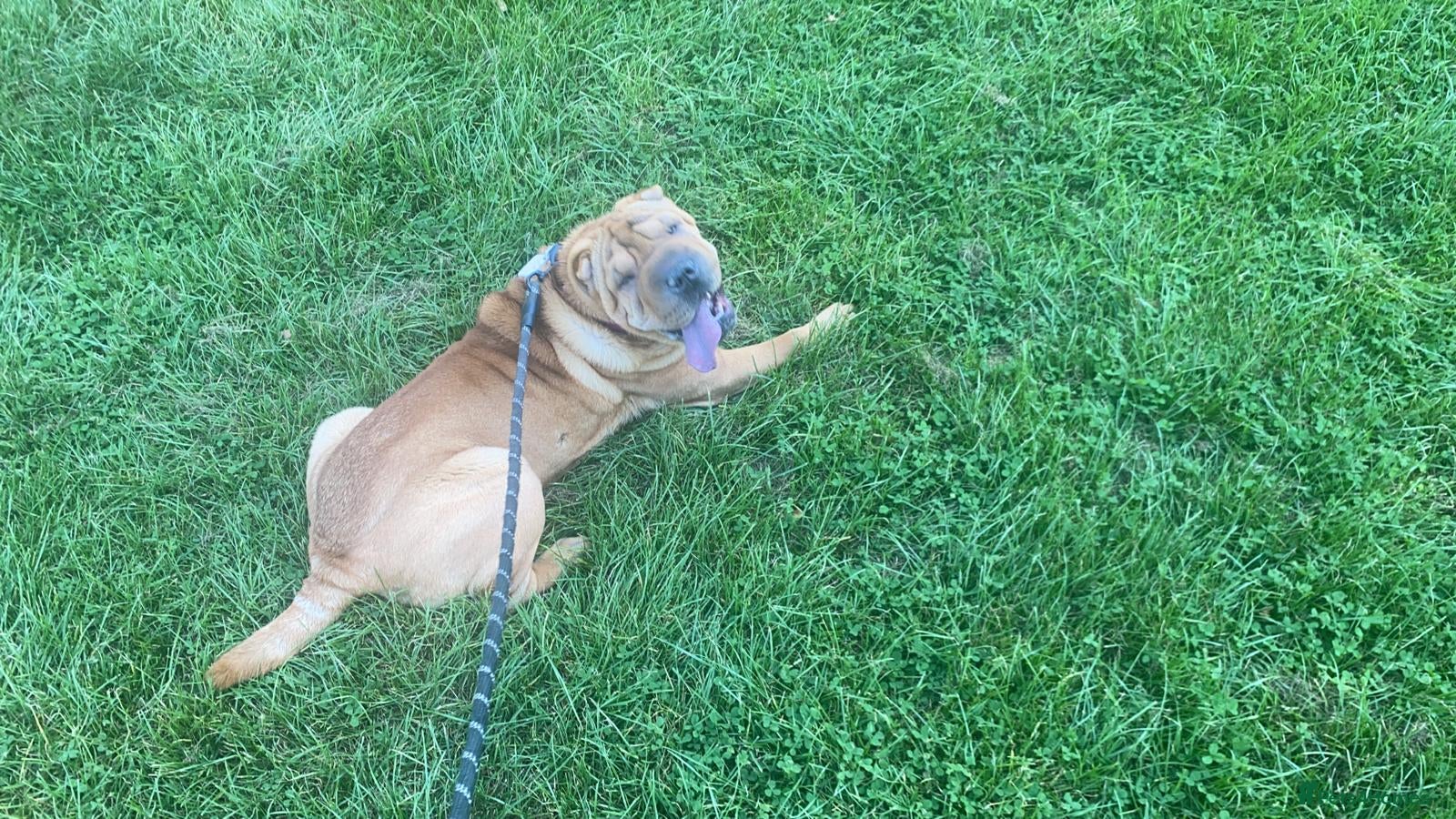 Shar Pei dogs Loving Shar Pei Looking for Her Forever Home - Advert 2