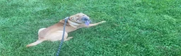 Shar Pei dogs for sale: Loving Shar Pei Looking for Her Forever Home - Advert 3