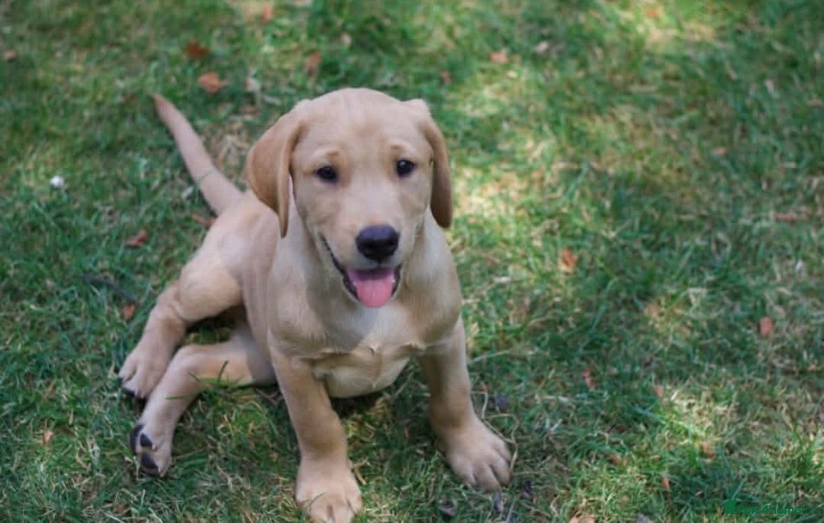 Labrador Retriever dogs Two KC registered beautiful pups, ready to go!  - Advert 2