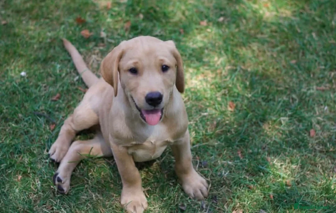 Labrador Retriever dogs for sale: Two KC registered beautiful pups, ready to go!  - Advert 1