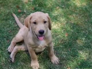 Labrador Retriever dogs Two KC registered beautiful pups, ready to go! - Advert 1