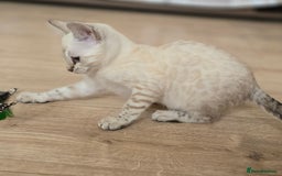 Bengal cats for sale: Tica Registered Snow Bengal Girl - Image 3
