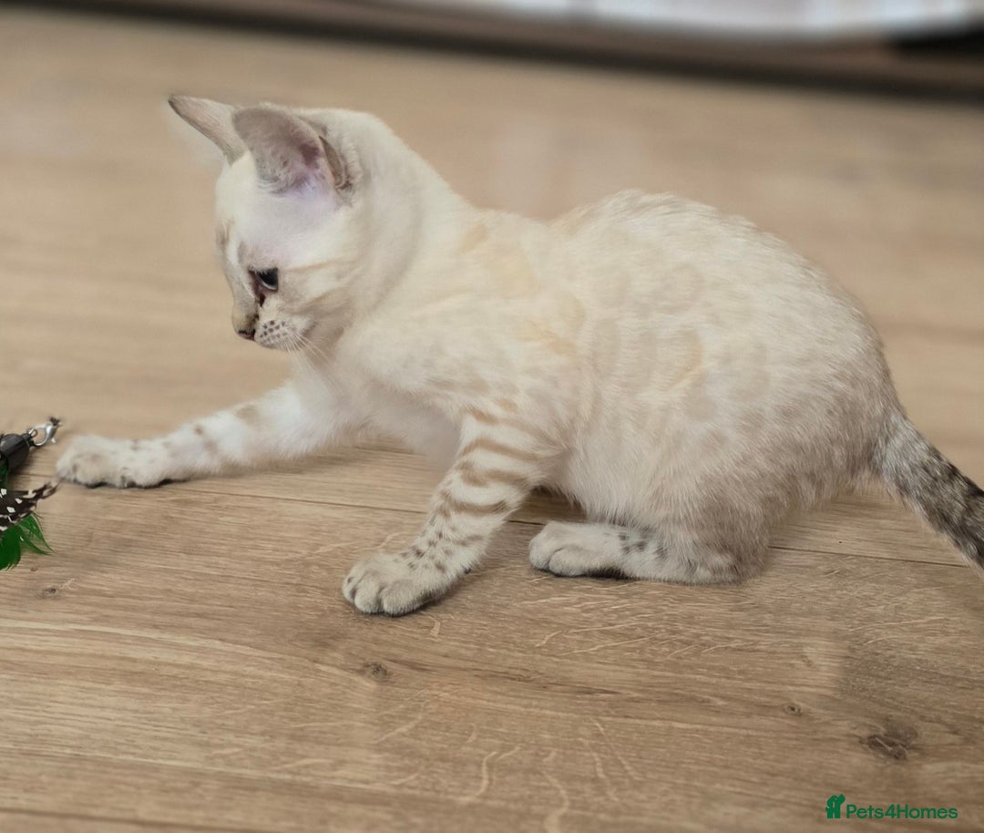 Bengal cats for sale: Tica Registered Snow Bengal Girl - Image 3