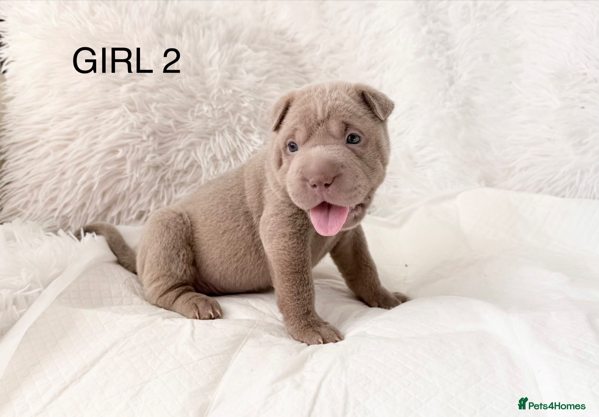Shar Pei dogs ⭐️ Fifty Shades Of Lilac Shar pei Pups ⭐️ - Advert 4