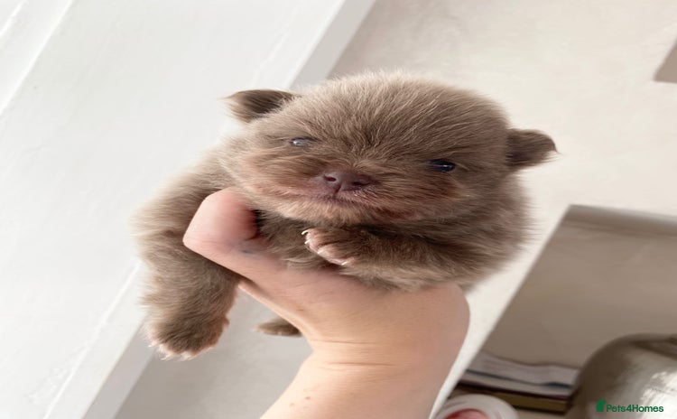 Pomeranian dogs - Advert 1