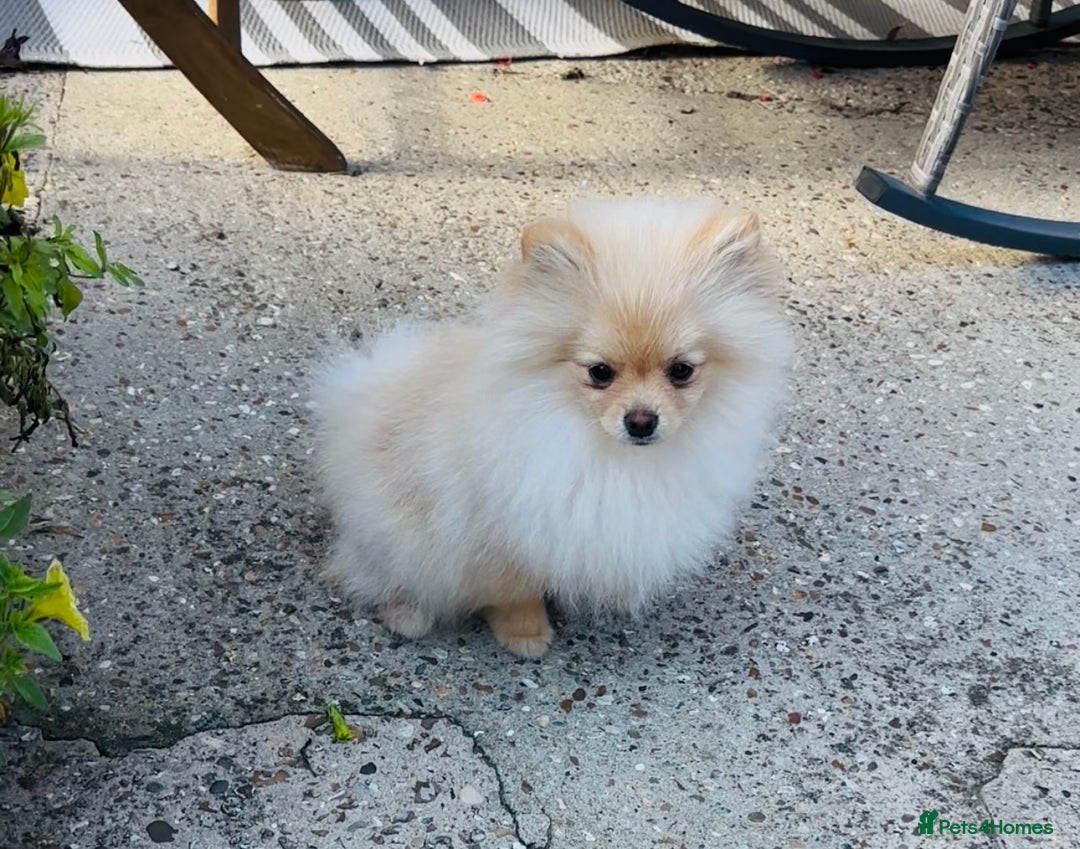 Pomeranian dogs for sale: Lovely Pomeranian puppies  - Image 4