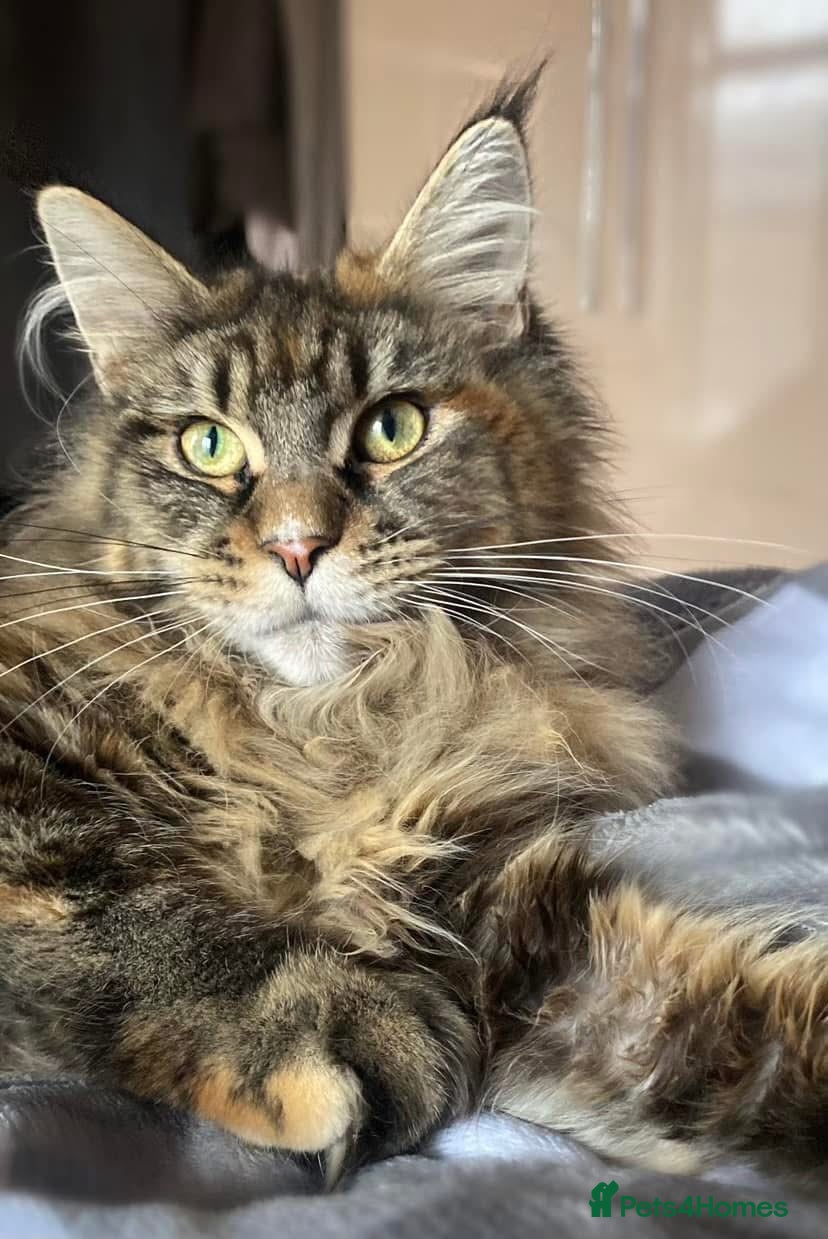 Maine Coon cats TICA Brown Tabby Maine Coon (Retired) - Advert 10