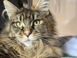 Maine Coon cats TICA Brown Tabby Maine Coon (Retired) - Advert 1