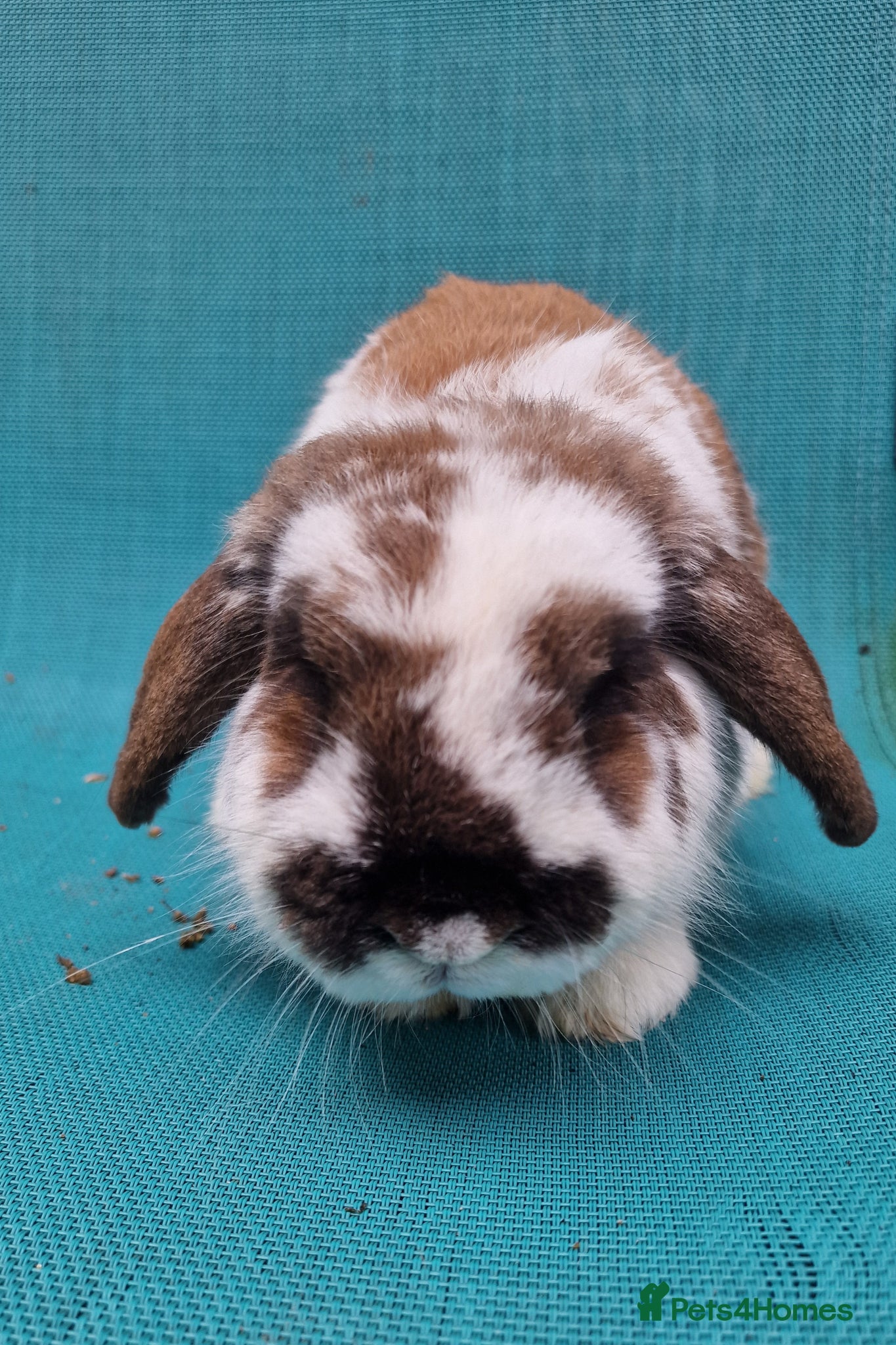 Mini Lop rabbits Male Mini needing pastures new - Advert 6