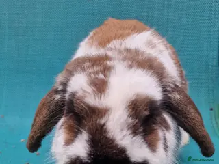 Mini Lop rabbits Male Mini needing pastures new - Advert 6