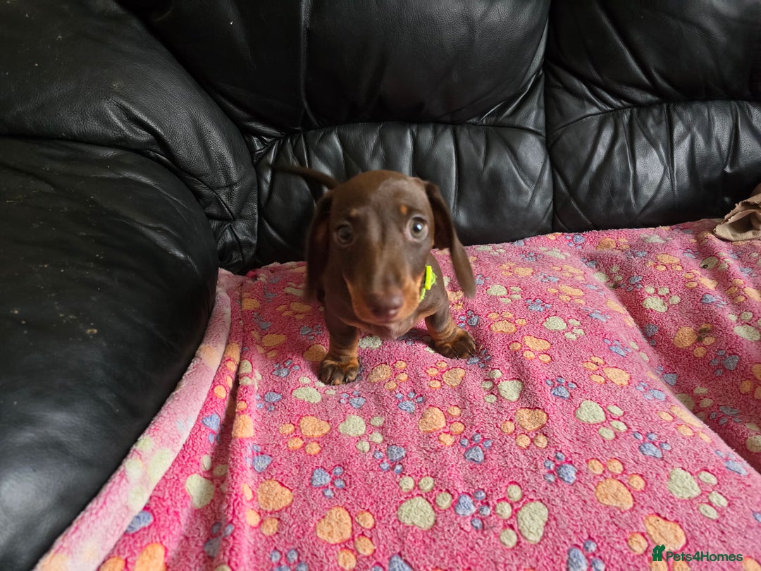 Miniature Dachshund dogs for sale: Miniature Dachshund Puppy - Image 14