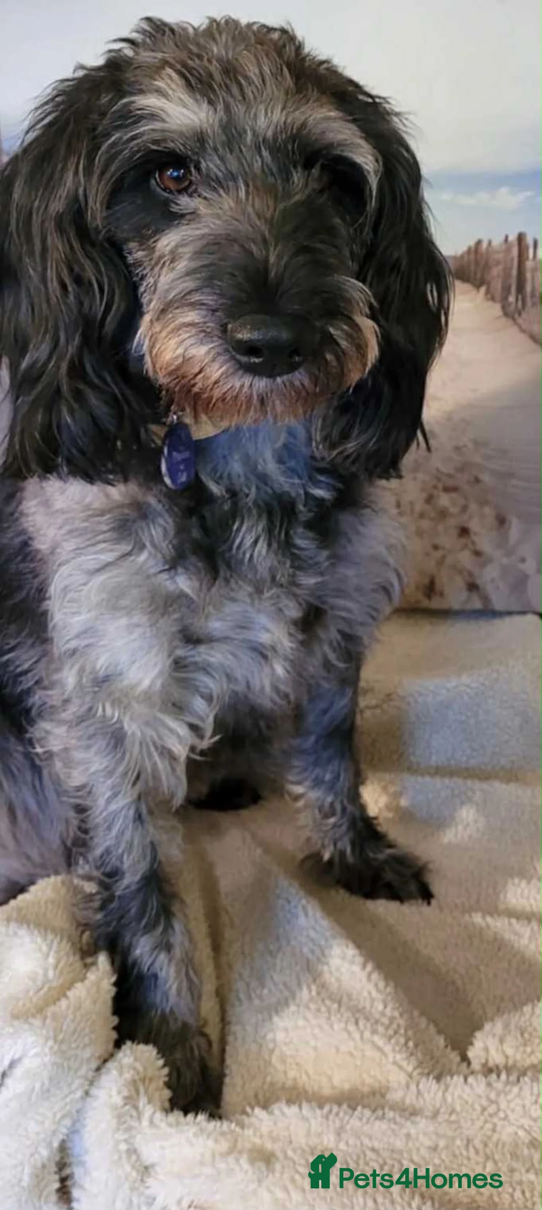 Mixed Breed dogs for sale: 5* home sought for lovely 6 year old girl  - Advert 1