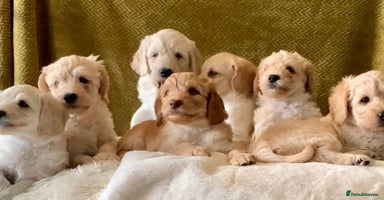 Labradoodle dogs - Advert 13