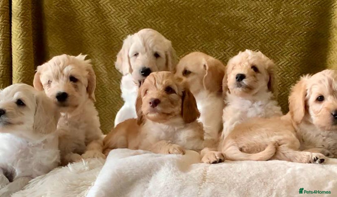 Labradoodle dogs for sale: Multigen Mini Labradoodle Puppies Available Now - Image 23