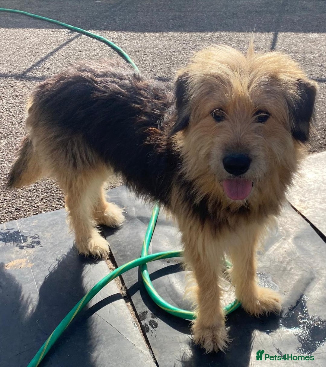 Mixed Breed dogs for adoption: Meet AIDA - a Superb big Girl, for a Loving Home - Image 13