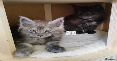 Maine Coon cats - Advert 4
