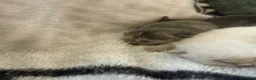 Mixed Breed cats for sale: Beautiful litter of kittens  - Advert 12