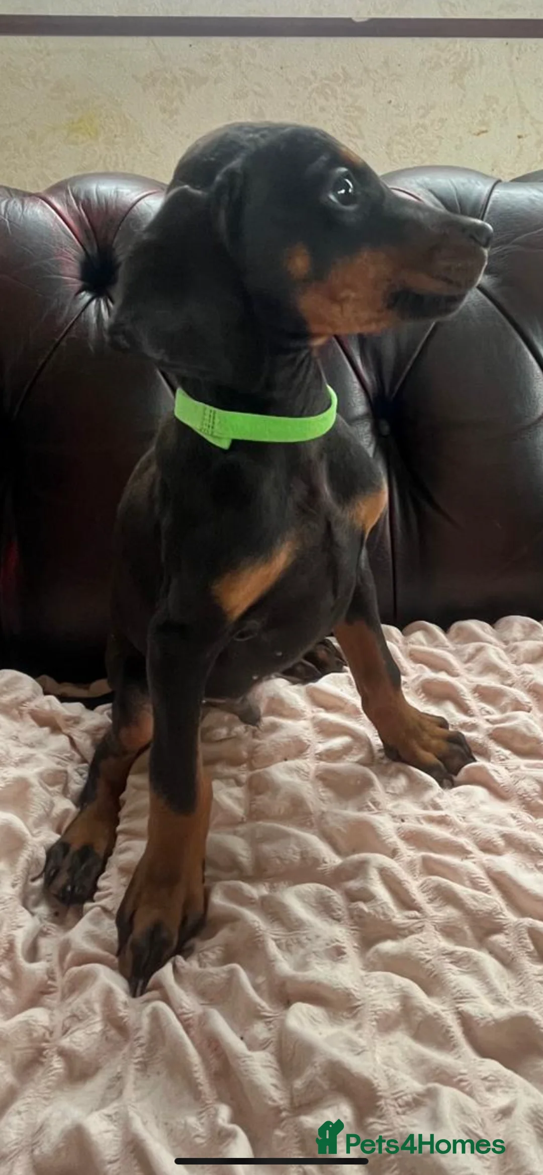Dobermann dogs for sale: Doberman  - Advert 9