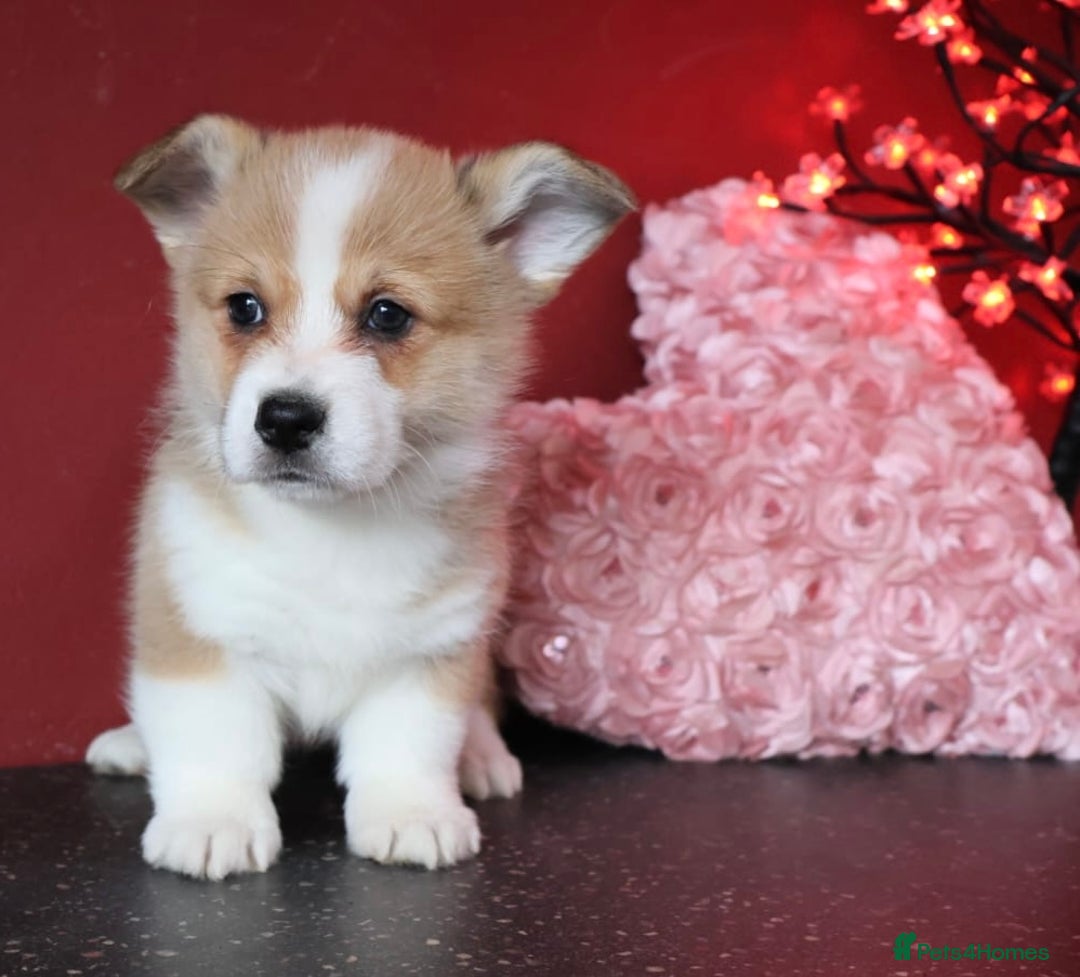 Welsh Corgi Pembroke dogs for sale: Show Quality puppies - Image 36