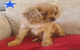 Cavapoo dogs for sale: Beautiful Cavapoo Puppies  - Image 27