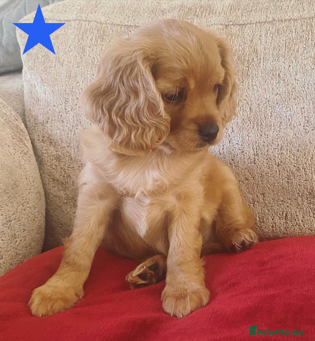 Cavapoo dogs for sale: Beautiful Cavapoo Puppies  - Image 27