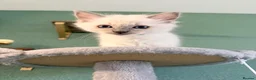 Ragdoll cats for sale: ✨5 blue point and 1 lilac ragdoll kittens ✨ - Advert 20