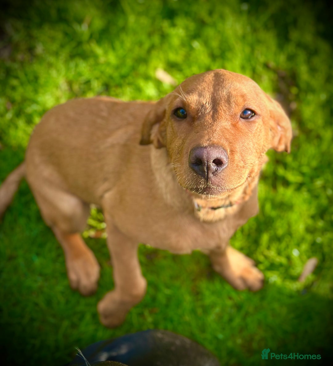 Labrador Retriever dogs for sale: Beautiful Fox Red Lab Bitch  - Advert 1