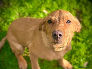 Labrador Retriever dogs Beautiful Fox Red Lab Bitch - Advert 1