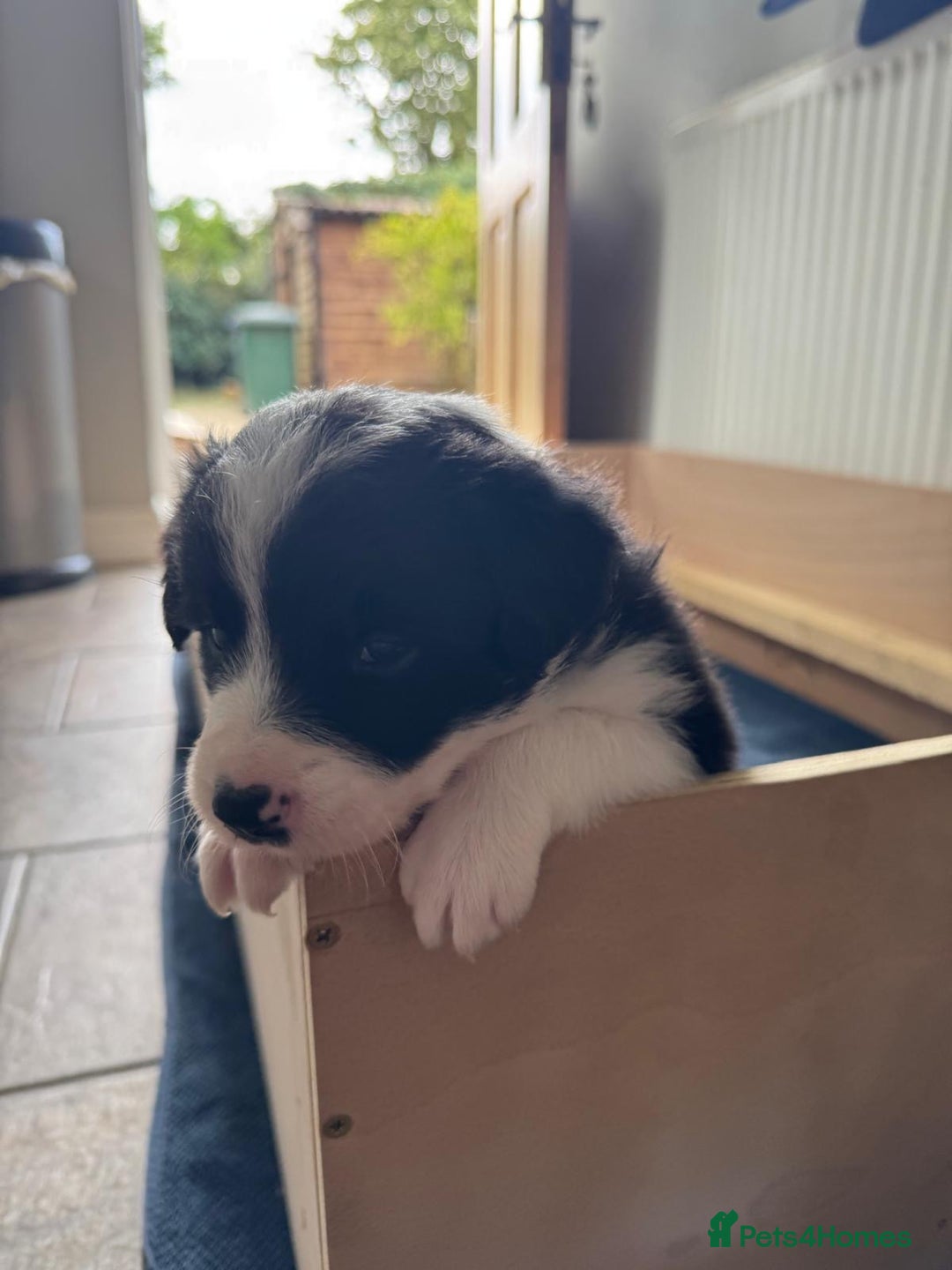 Border Collie dogs for sale: 4 week old Adorable Border Collie Puppies  - Image 17