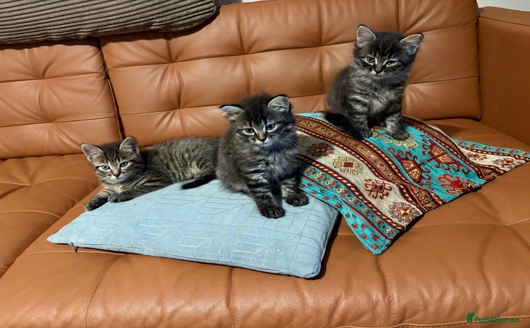 Siberian cats - Advert 4