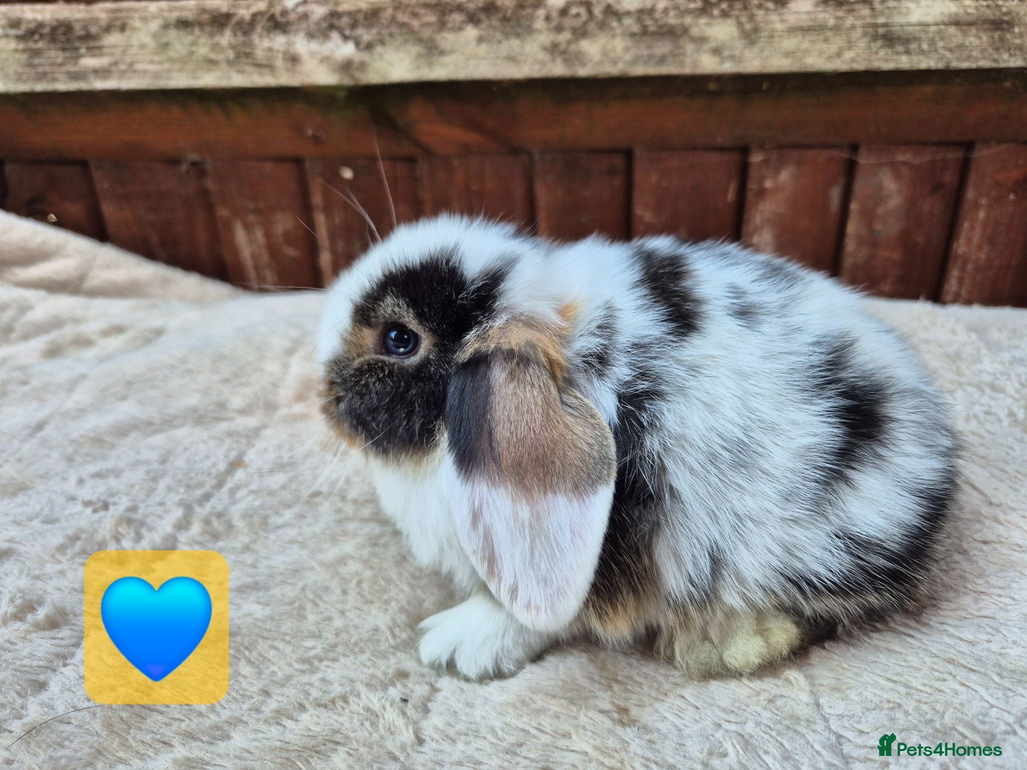Mini Lop rabbits ❤️ Ready to reserve  💙  - Advert 10