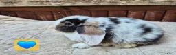 Mini Lop rabbits for sale: ❤️ Ready to reserve  💙  - Advert 1