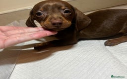 Miniature Dachshund dogs for sale: Miniature dachshund puppys - Image 5